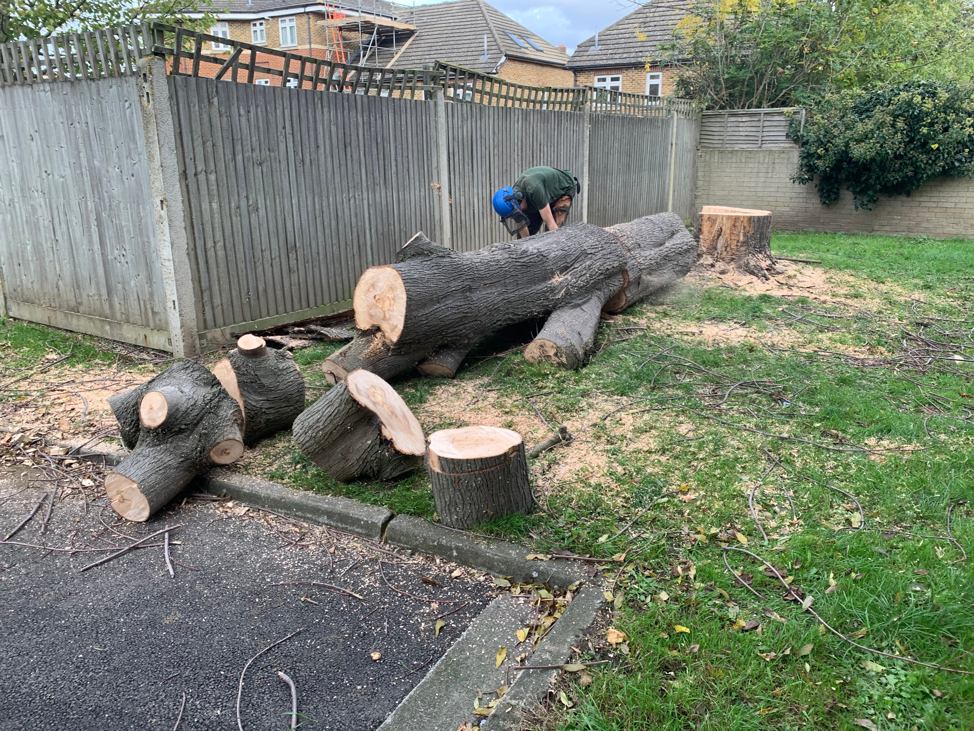 Tree Felling